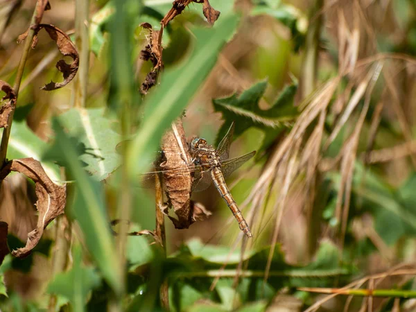 Libelle Auf Einer Pflanze Frühling Aus Nächster Nähe — Stockfoto