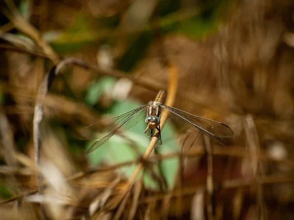 Libélula Uma Planta Primavera Close — Fotografia de Stock