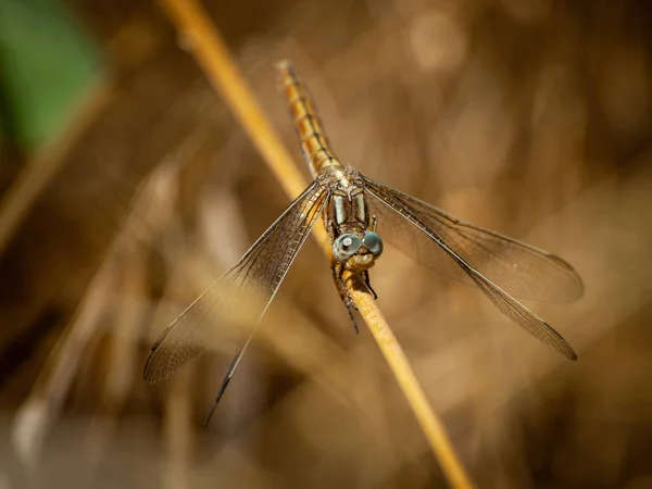 Libelle Auf Einer Pflanze Frühling Aus Nächster Nähe — Stockfoto