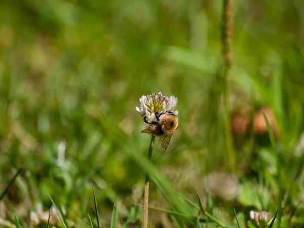 Bug Pollinating Flower Springtime — Stock Photo, Image