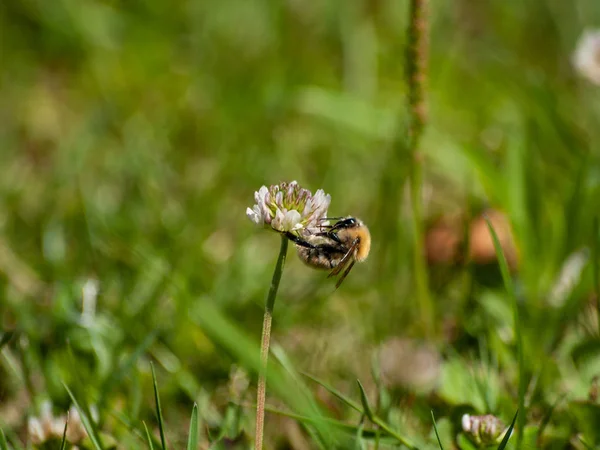 Bug Beporzó Egy Virág Tavasz — Stock Fotó