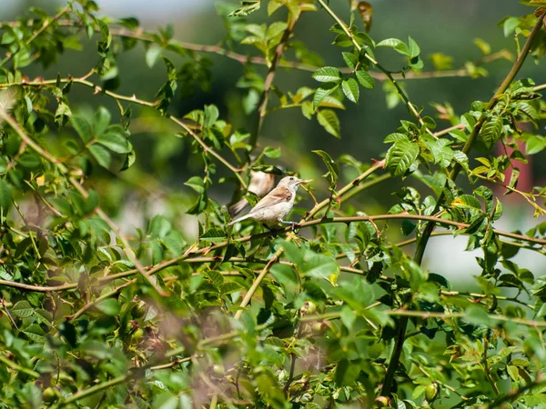 Pták Sedící Zeleném Keři — Stock fotografie