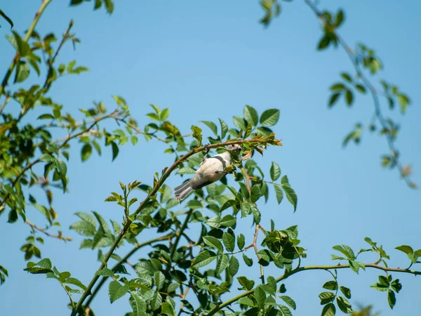 Vogeltje Een Boomtak — Stockfoto