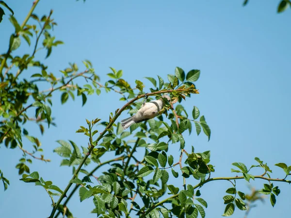 Vogeltje Een Boomtak — Stockfoto