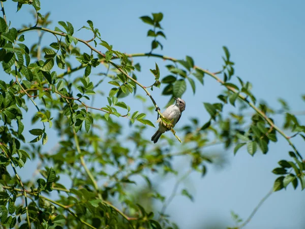 Ptáček Větvi Větve — Stock fotografie