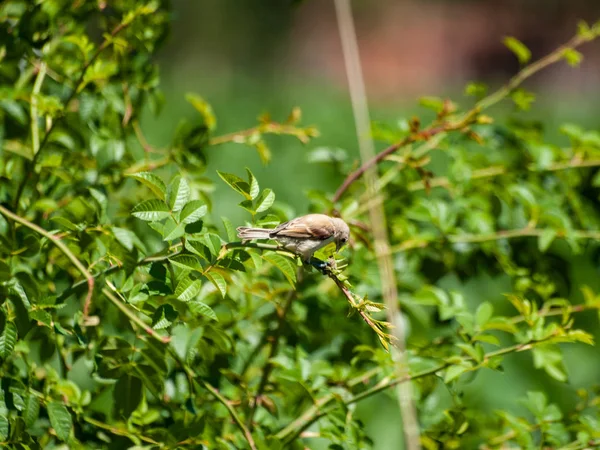 Vogel Hockt Auf Grünem Busch — Stockfoto
