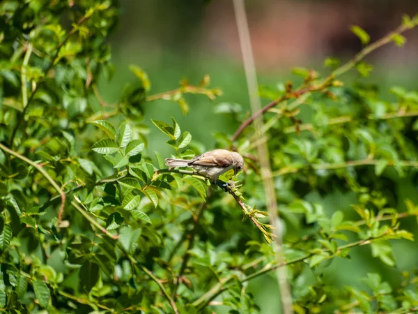 Pták Sedící Zeleném Keři — Stock fotografie