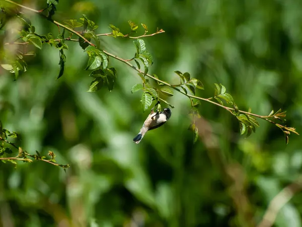 Vogel Hockt Auf Grünem Busch — Stockfoto