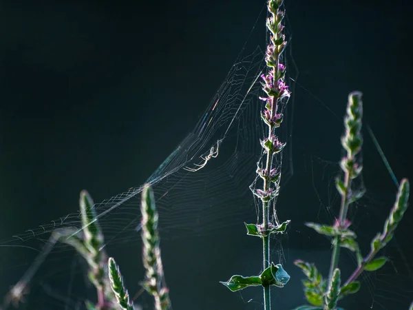 Vegetatie Door Spinnenweb Aard — Stockfoto