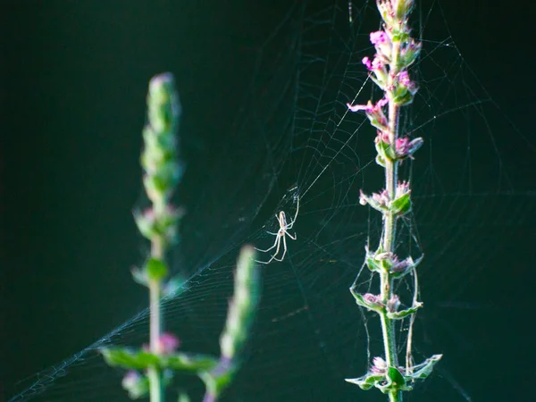 Vegetatie Door Spinnenweb Aard — Stockfoto