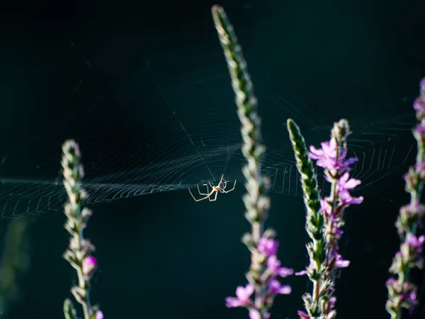 Örümcek Ağı Üzerinden Bitki Örtüsü Doğa — Stok fotoğraf