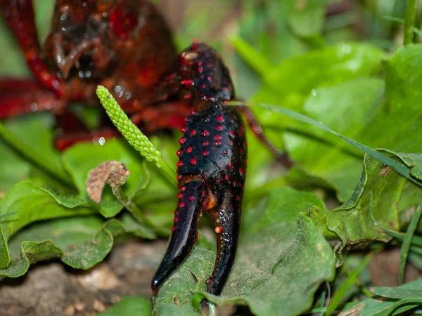 Crayfish Garden Close — Stock Photo, Image