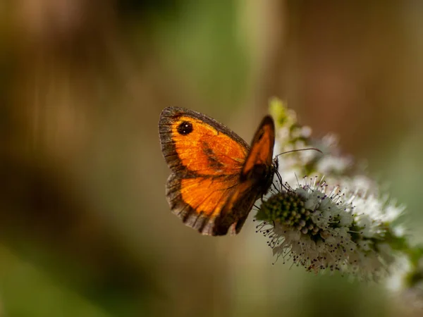 Borboleta Polinizando Uma Flor Primavera — Fotografia de Stock