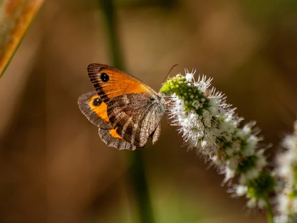 Borboleta Polinizando Uma Flor Primavera — Fotografia de Stock