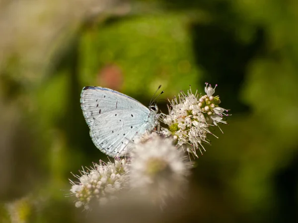 Mariposa Polinizando Una Flor Primavera —  Fotos de Stock