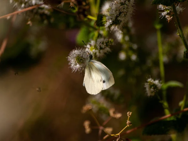 Vlinder Een Bloem Bestuiven Lente — Stockfoto