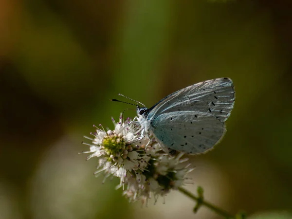 Motyl Zapylania Kwiatów Wiosnę — Zdjęcie stockowe