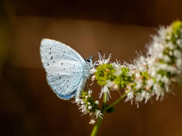 Farfalla Che Impollina Fiore Primavera — Foto Stock