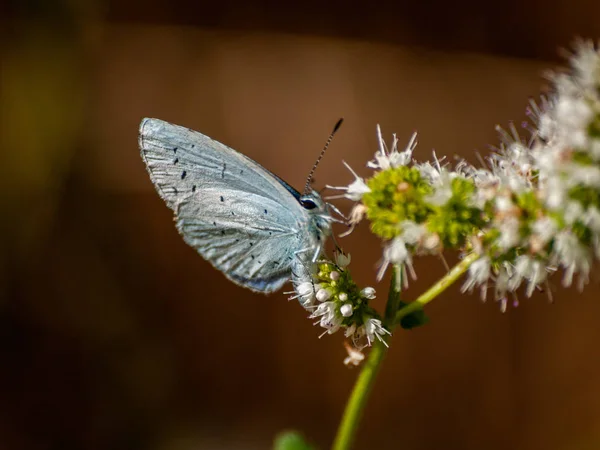 Motyl Zapylania Kwiatów Wiosnę — Zdjęcie stockowe