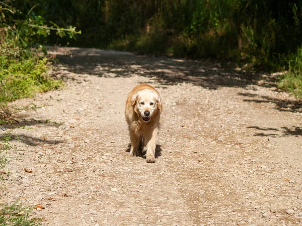 Cute Dog Countryside Spring — Stock Photo, Image