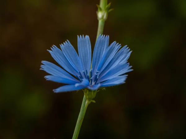 Красива Синя Літня Квітка Крупним Планом — стокове фото