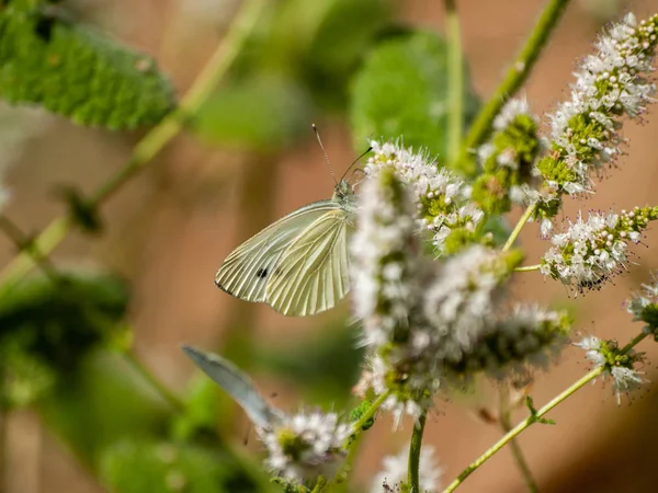 Motyl Zapylania Kwiatów Wiosnę — Zdjęcie stockowe