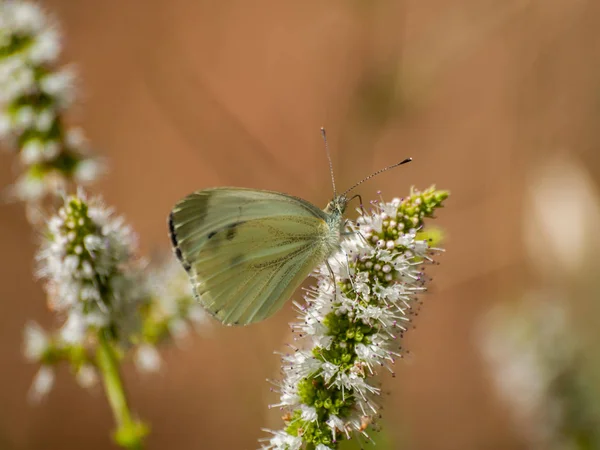 Papillon Pollinisant Une Fleur Printemps — Photo