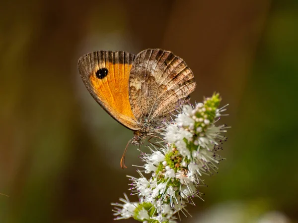 Borboleta Polinizando Uma Flor Primavera — Fotografia de Stock