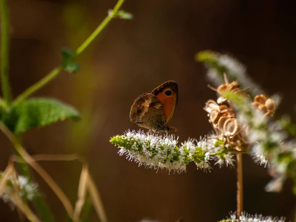 Borboleta Polinizando Uma Flor Primavera — Fotografia de Stock