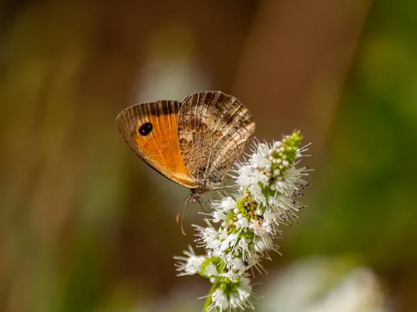 Borboleta Polinizando Uma Flor Primavera — Fotografia de Stock