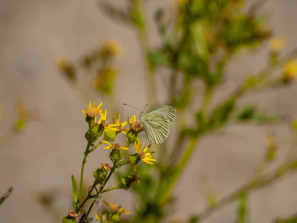 Papillon Fleur Sauvage Nature — Photo
