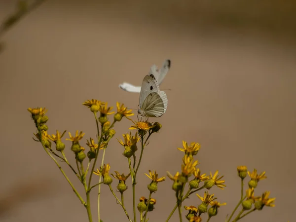 Motýl Divoký Květ Příroda — Stock fotografie