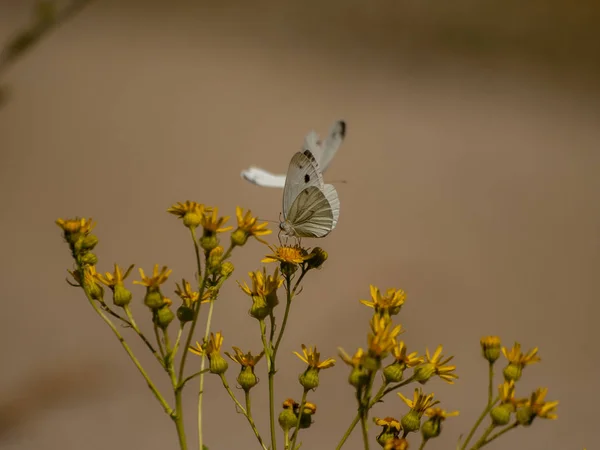 Butterfly Wild Flower Nature — Stock Photo, Image