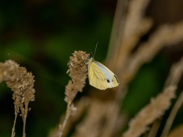 Vlinder Wilde Bloem Natuur — Stockfoto