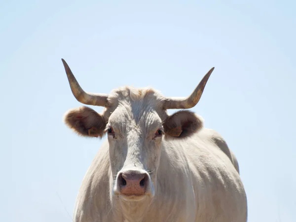 Vaca Branca Campo Espanha — Fotografia de Stock