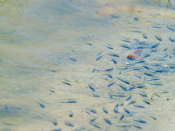 Fische Teichwasser Spanien Natur Reisen — Stockfoto