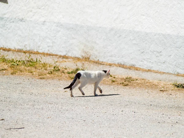 Divertente Carino Gatto Domestico All Aperto — Foto Stock