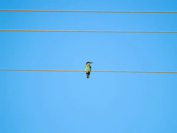 Pasăre Cocoțat Sârmă — Fotografie, imagine de stoc