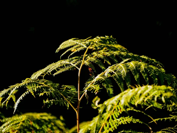 Feuilles Fougère Verte Dans Forêt Gros Plan — Photo