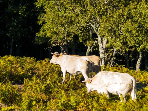 Herd Cows Grazing Dehesa Salamanca Spain — Stock Photo, Image