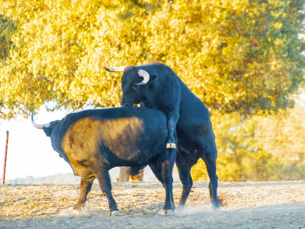 Toros Valientes Pasto España Verano —  Fotos de Stock