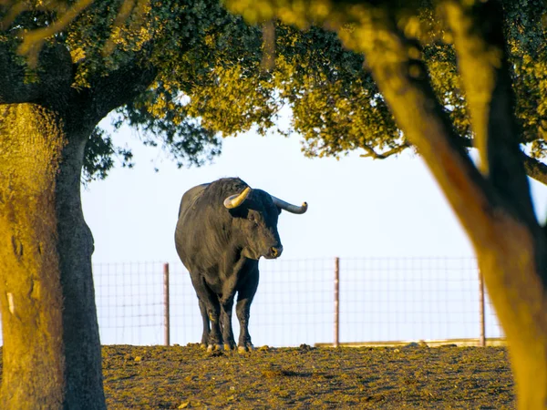 スペインの夏の牧草地の勇敢なブル — ストック写真