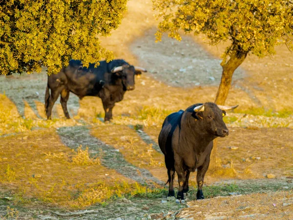 Toros Valientes Pasto España Verano —  Fotos de Stock