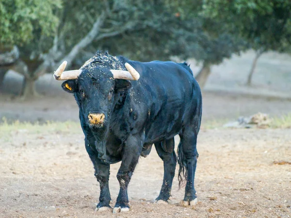 Toro Valiente Pasto España Verano —  Fotos de Stock