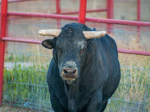Statečný Býk Pastvině Španělsku Létě — Stock fotografie