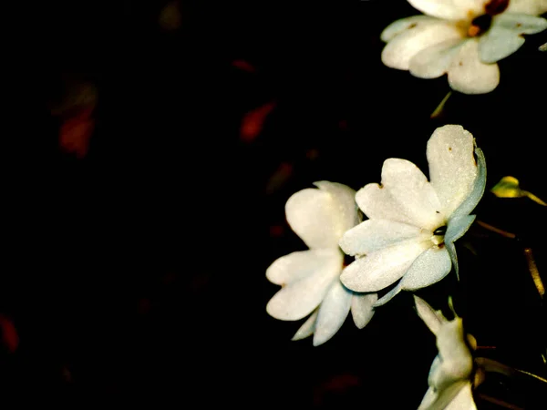 Floraison Fleurs Dans Jardin — Photo