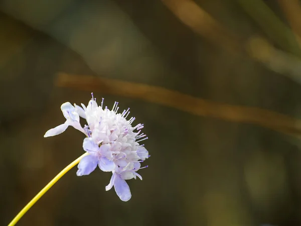 Bela Flor Verão Brilhante Perto — Fotografia de Stock