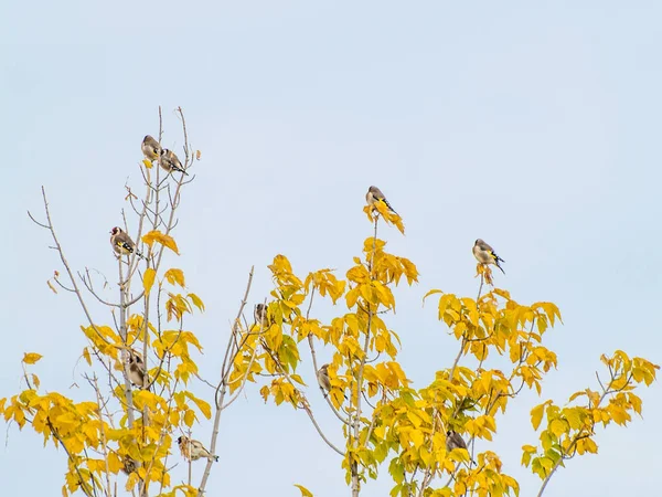 Birds Neerstrijken Boomtakken — Stockfoto