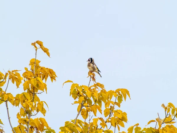 Pájaro Posado Una Rama Árbol — Foto de Stock