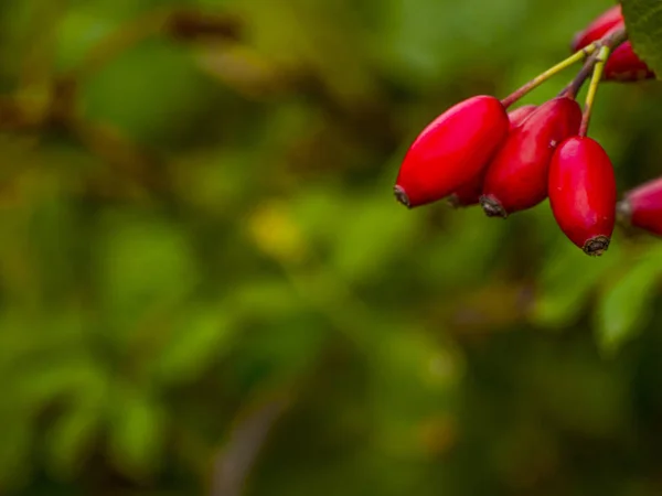 Dog Rose Berries Plant Close — Stock Photo, Image